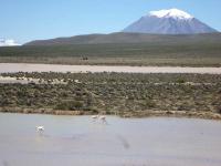 L'altiplano au Pérou